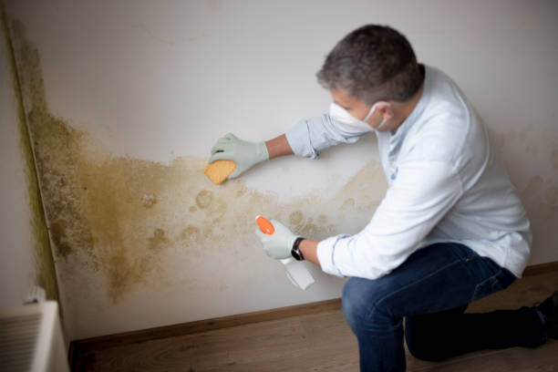 Best Comprehensive Air Testing for Mold Contaminants  in West Samoset, FL