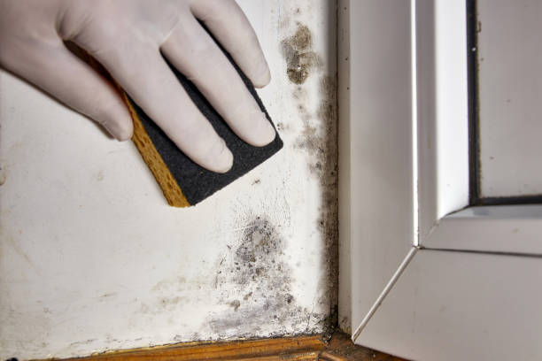Best Commercial Mold Inspection  in West Samoset, FL